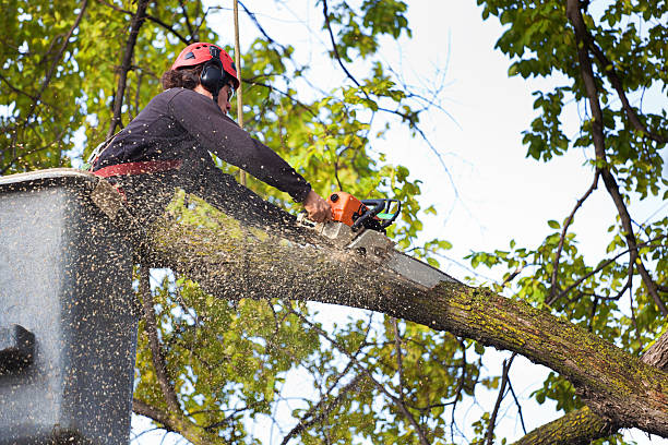 The Steps Involved in Our Tree Care Process in Mason, TX